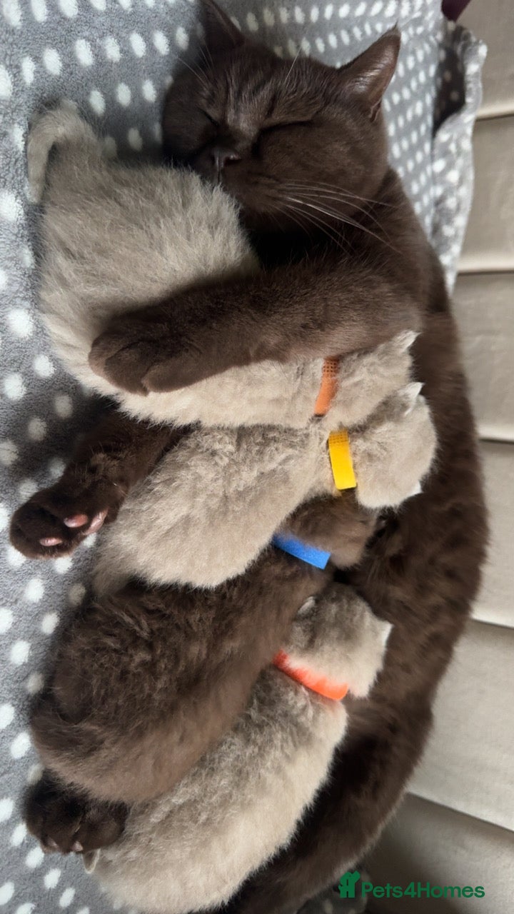 British Shorthair cats Pedigree chunky British shorthair kittens  - Advert 18