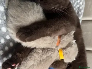 British Shorthair cats Pedigree chunky British shorthair kittens - Advert 18