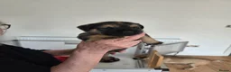Border Terrier dogs for sale: Beautiful Borer/borderlakeland puppies - Advert 13