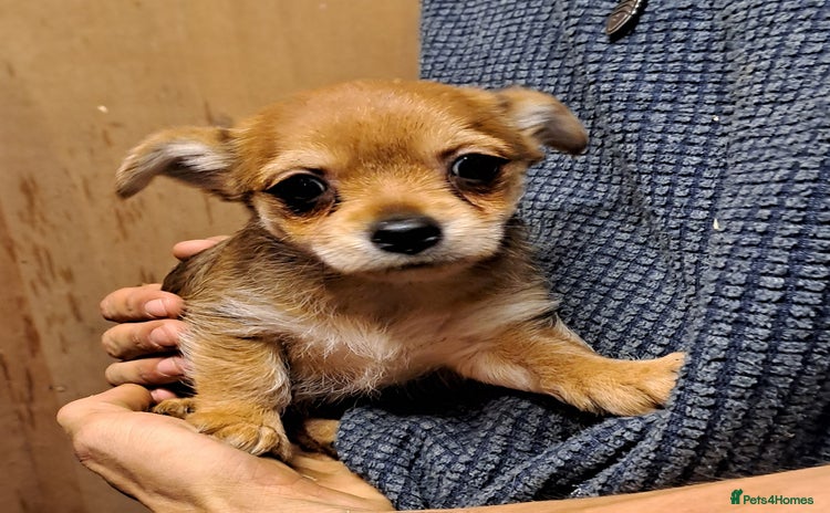 Chorkie dogs - Advert 1