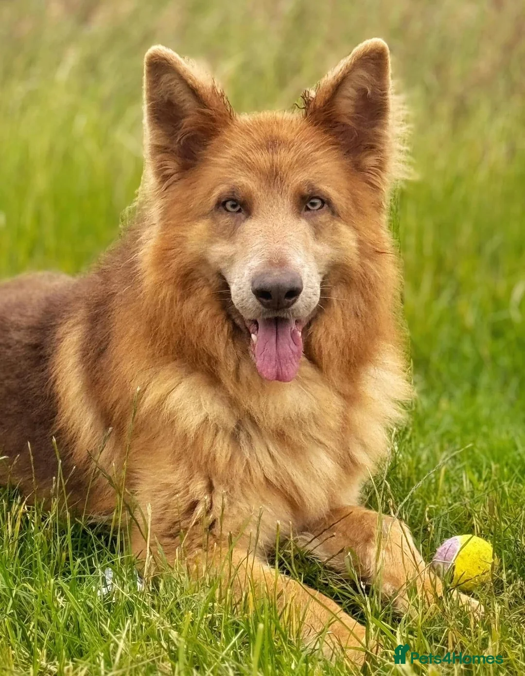 German Shepherd dogs for stud: Isabella German shepherd stud dog  - Advert 2