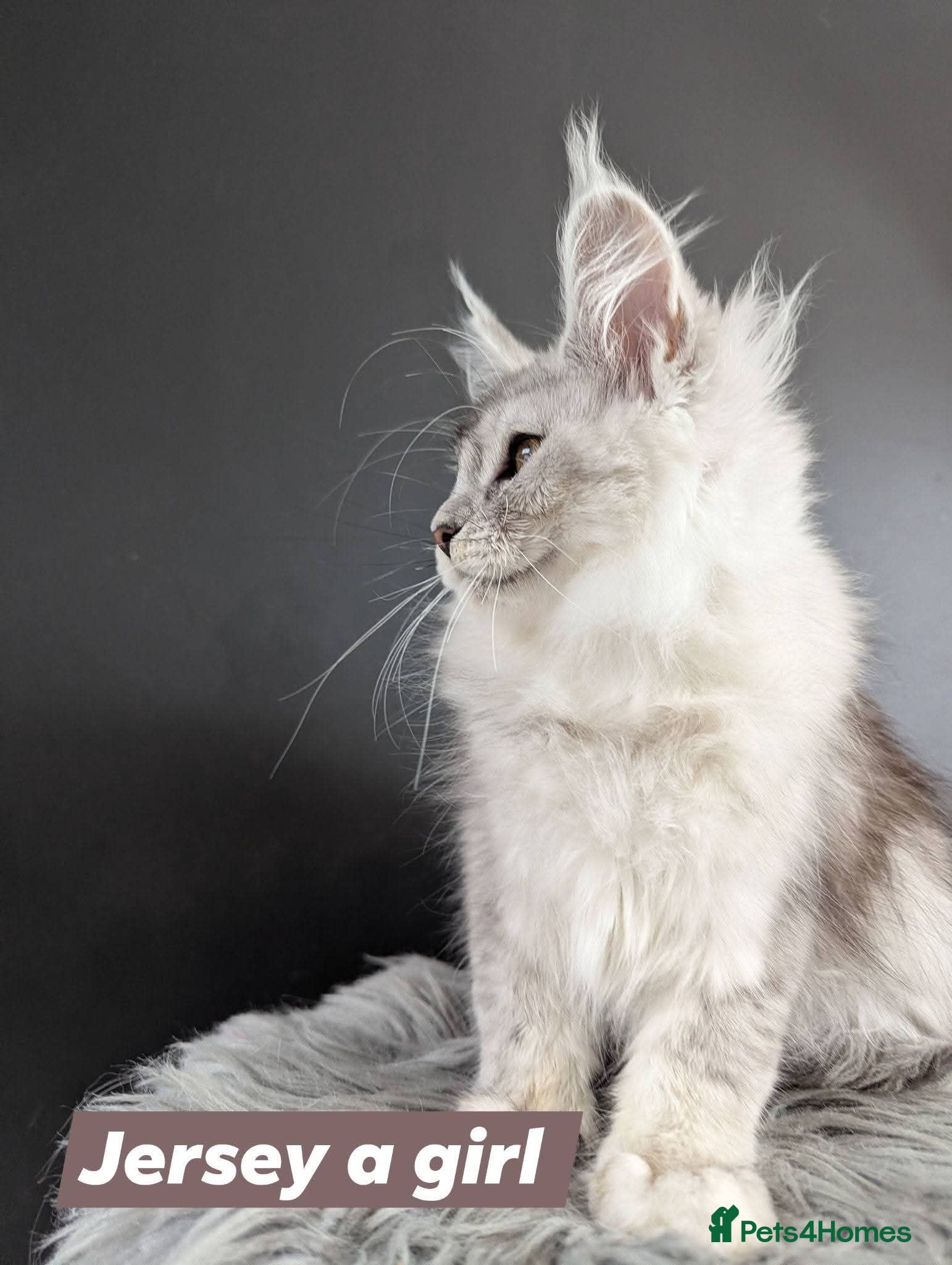 Maine Coon cats Outstanding babies ready to go  - Advert 18