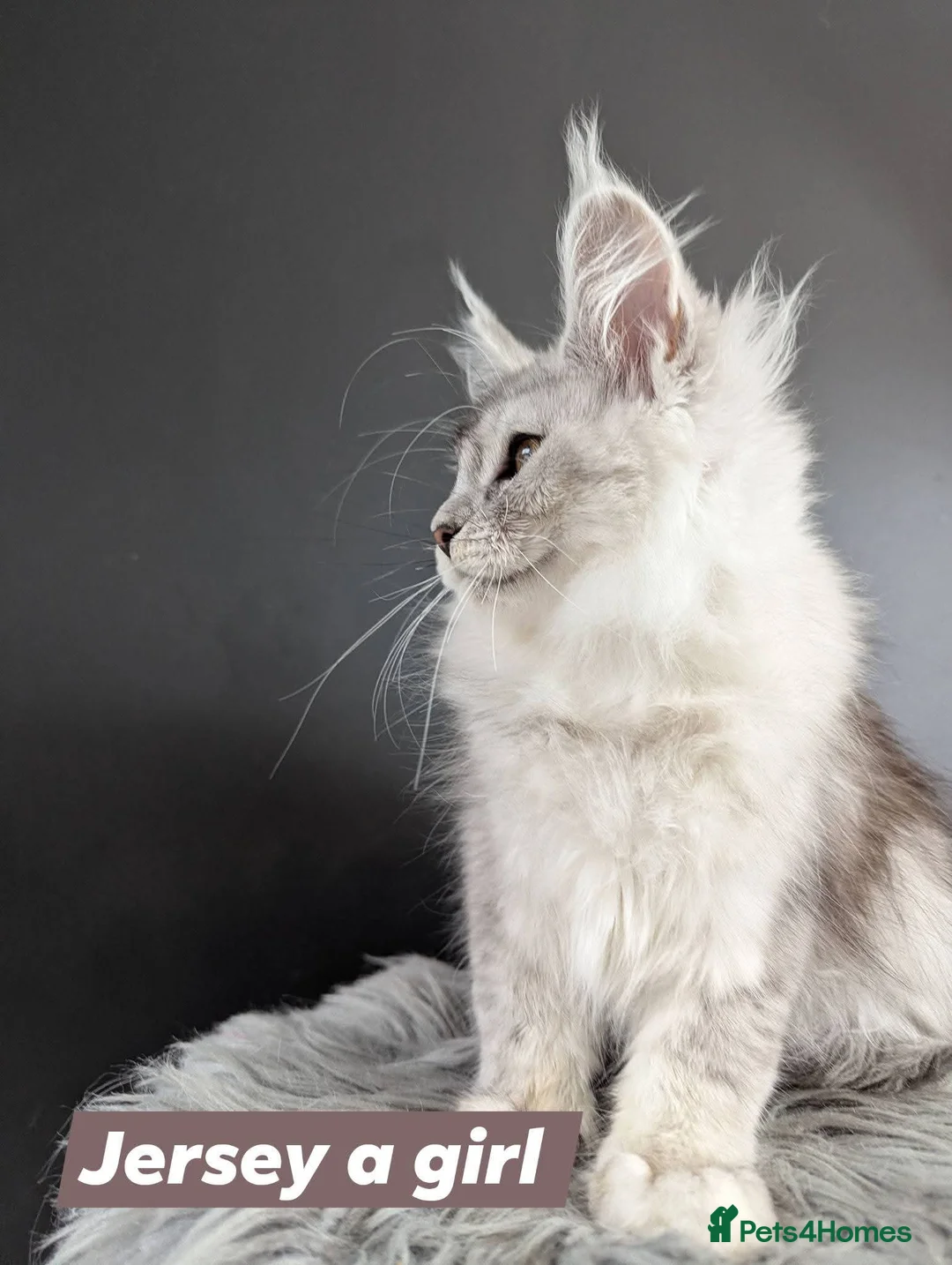 Maine Coon cats for sale: Outstanding babies ready to go  - Advert 10