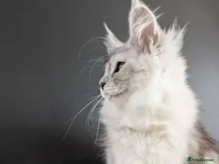 Maine Coon cats Outstanding babies ready to go - Advert 18