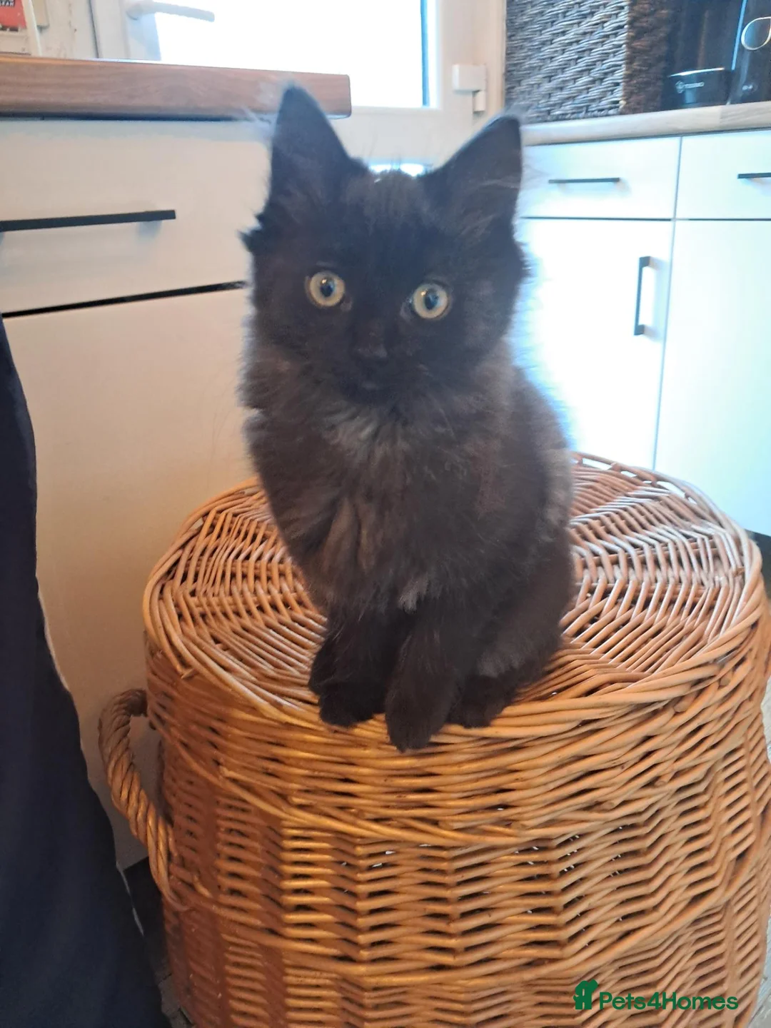 Maine Coon cats for sale: Maine coon cross ragdoll kittens - Advert 2