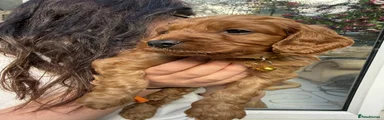Cavapoo 2