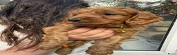 Cavapoo dogs for sale: Affectionate Cavapoo Puppies Seeking Homes in Norwich - Advert 6