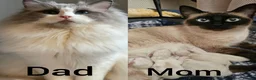 Siamese cats for sale: Siamese x Ragdoll {Ragamese} kittens 😸  - Advert 2