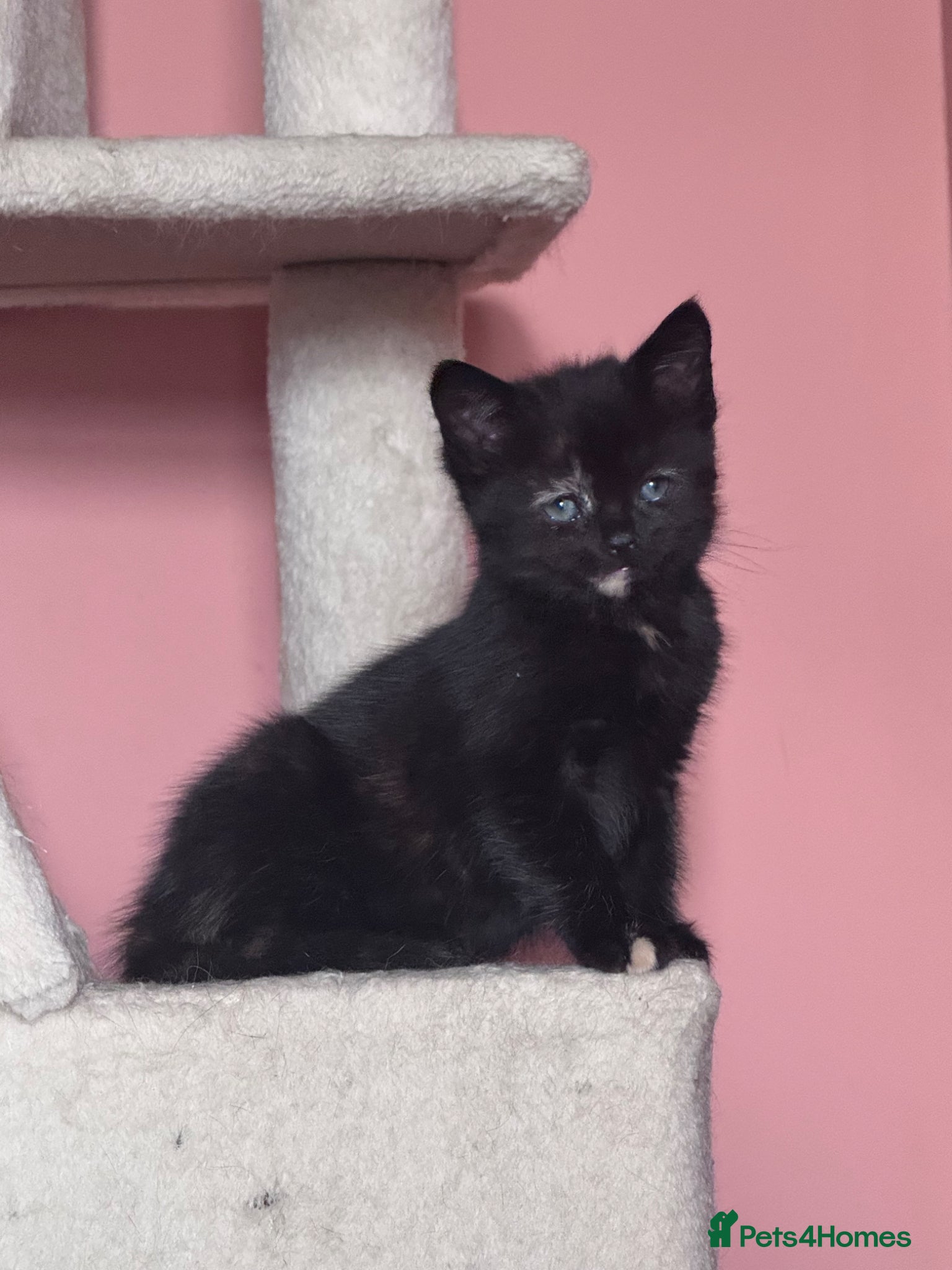 Mixed Breed cats Domestic short hair kittens  - Advert 2