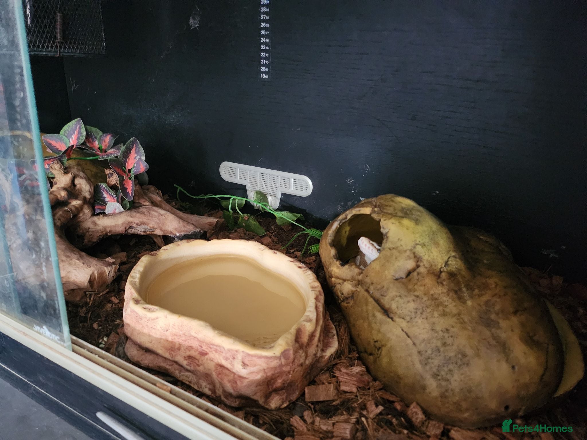 Python Snake reptiles Spider ball python - Advert 1