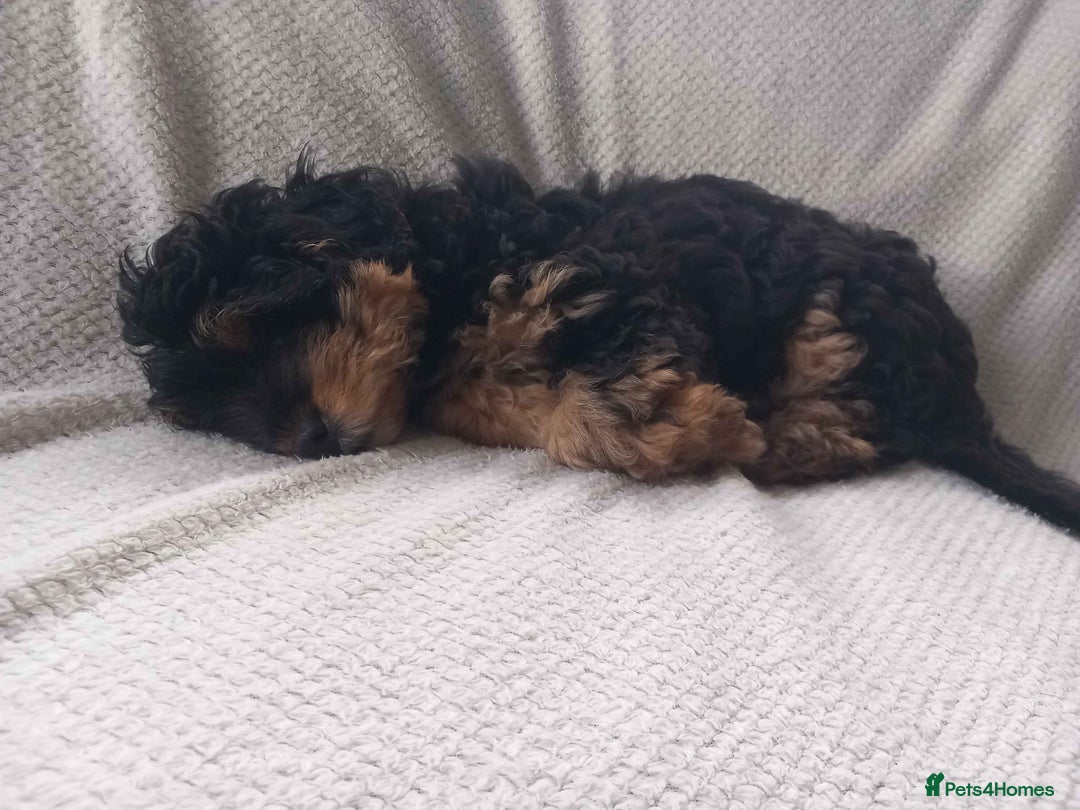 Shihpoo dogs for sale: Teddy Bear Shih Poo Girl – Super Fluffy  - Advert 5