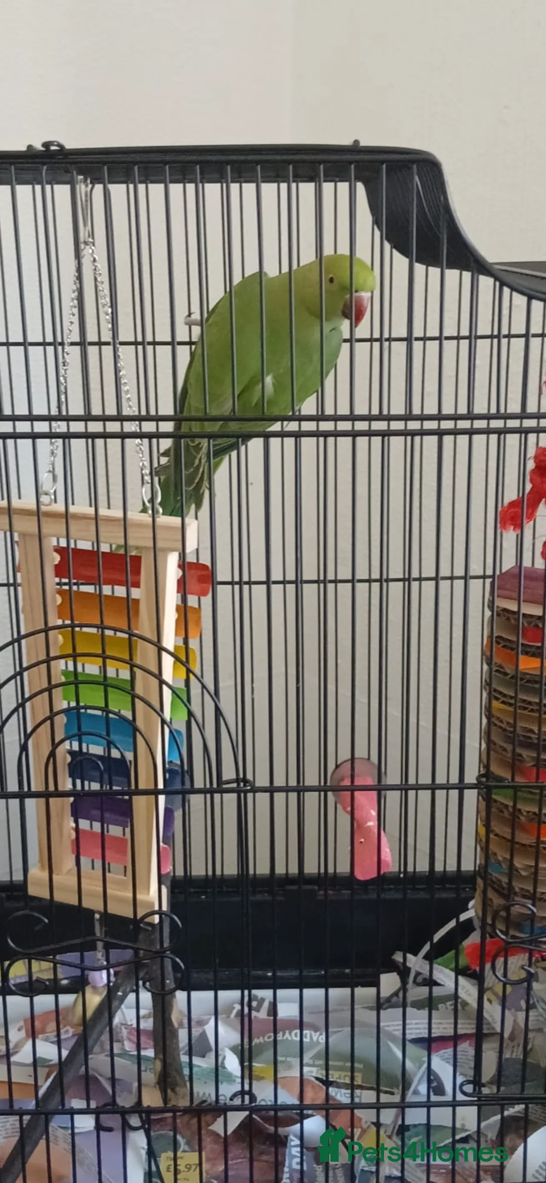 Parrots birds for sale: Green ring neck  in Nottingham - Advert 2