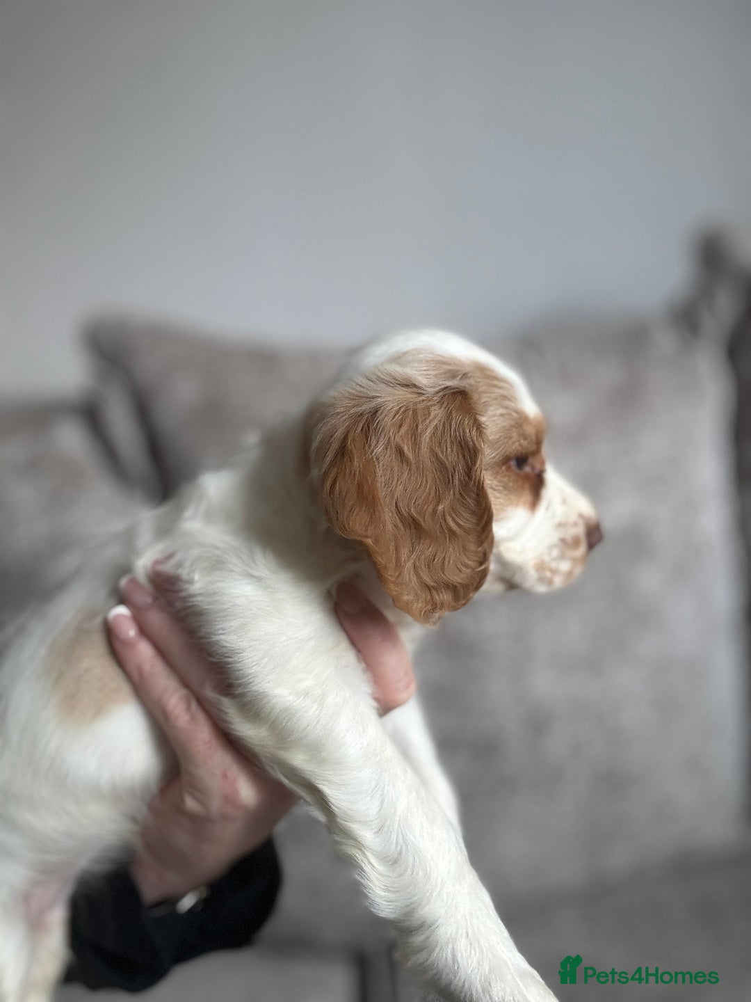 Cocker Spaniel dogs for sale: Beautiful girl - Image 2