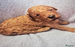 Toy Poodle dogs for sale: Exceptional Toy Poodles Health Tested&FamilyRaised - Image 3