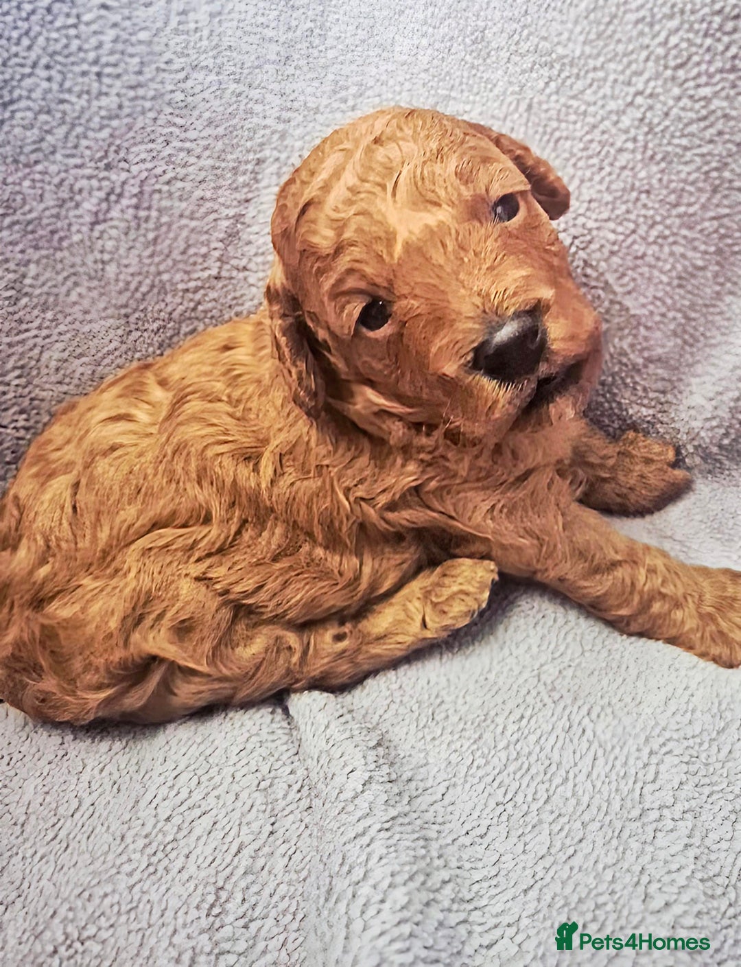 Toy Poodle dogs for sale: Exceptional Toy Poodles Health Tested&FamilyRaised - Image 3