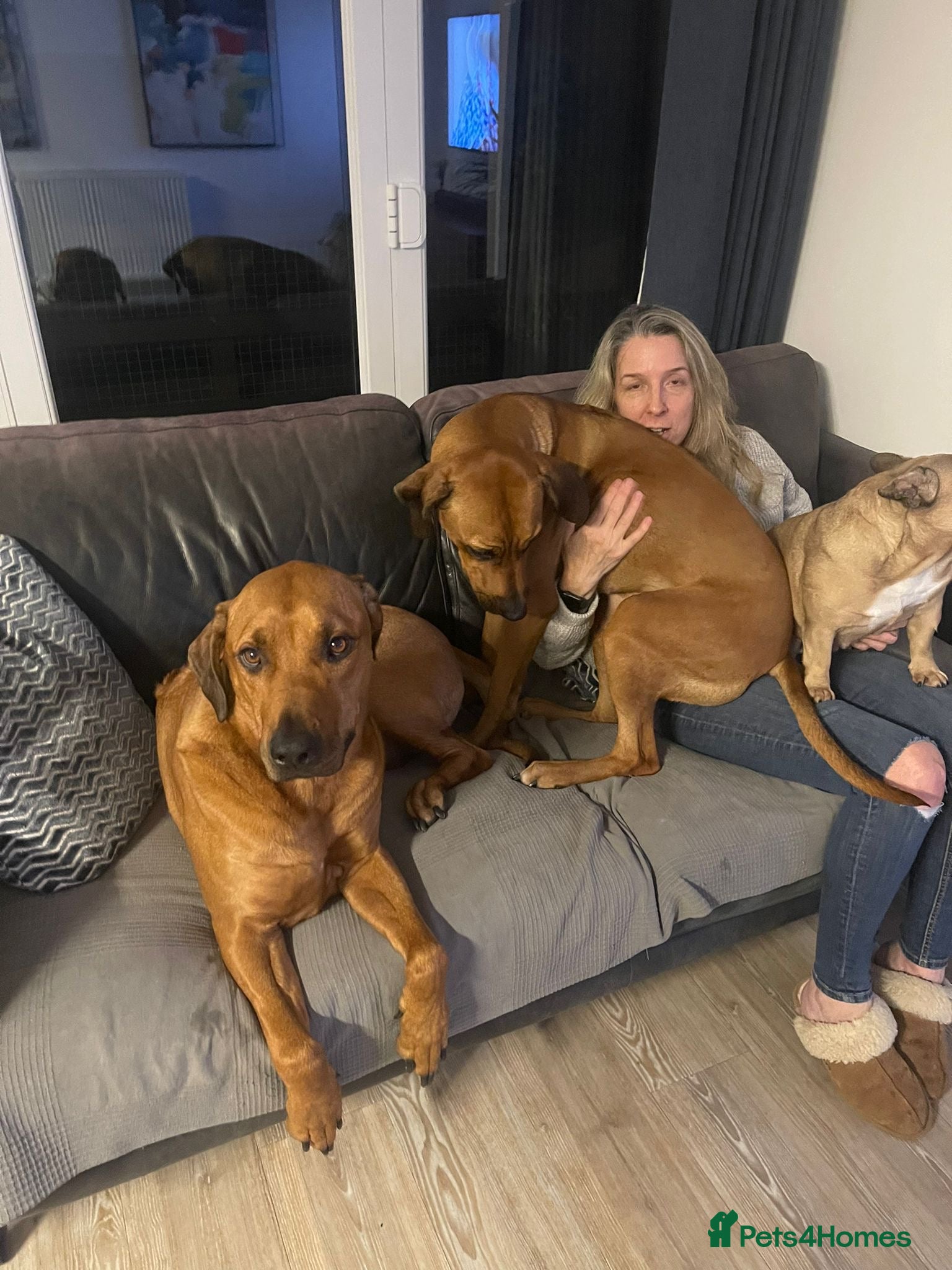 Rhodesian Ridgeback dogs for sale: Rhodesian Ridgeback puppies due 26th June 2026 in Stockbridge - Advert 15