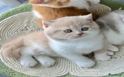 British Shorthair cats for sale: Exceptional British Shorthair Kittens, GCCF& TICA  - Image 6
