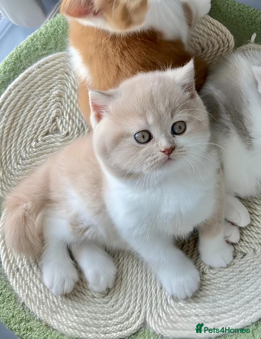 British Shorthair cats for sale: Exceptional British Shorthair Kittens, GCCF& TICA  - Image 6