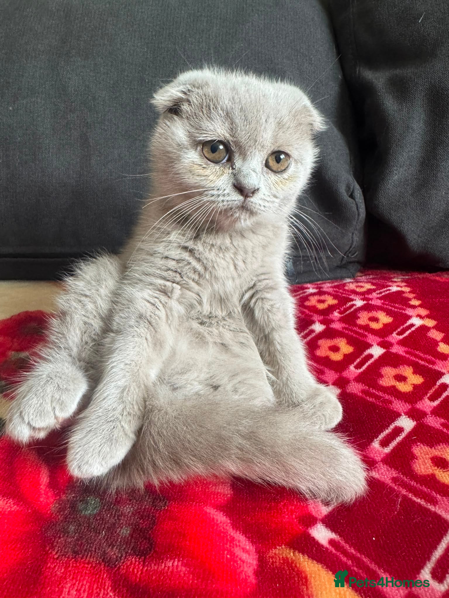 Scottish Fold cats Scottish fold kittens - Advert 1