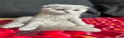 Scottish Fold cats for sale: Scottish fold kittens - Advert 1