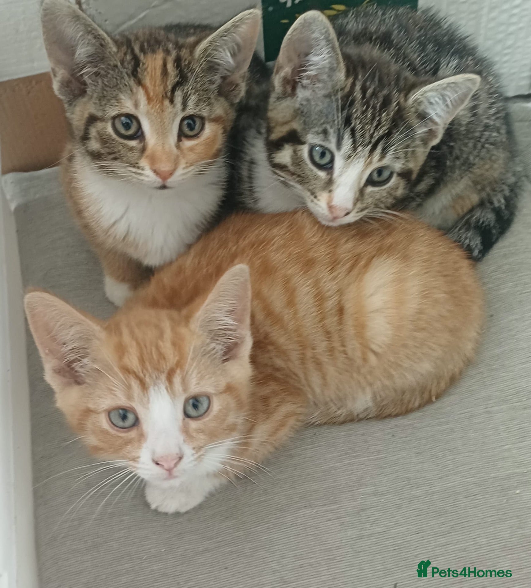 Mixed Breed cats Mixed Breed Kittens  - Advert 1