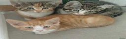 Mixed Breed cats for sale: Mixed Breed Kittens  - Advert 1