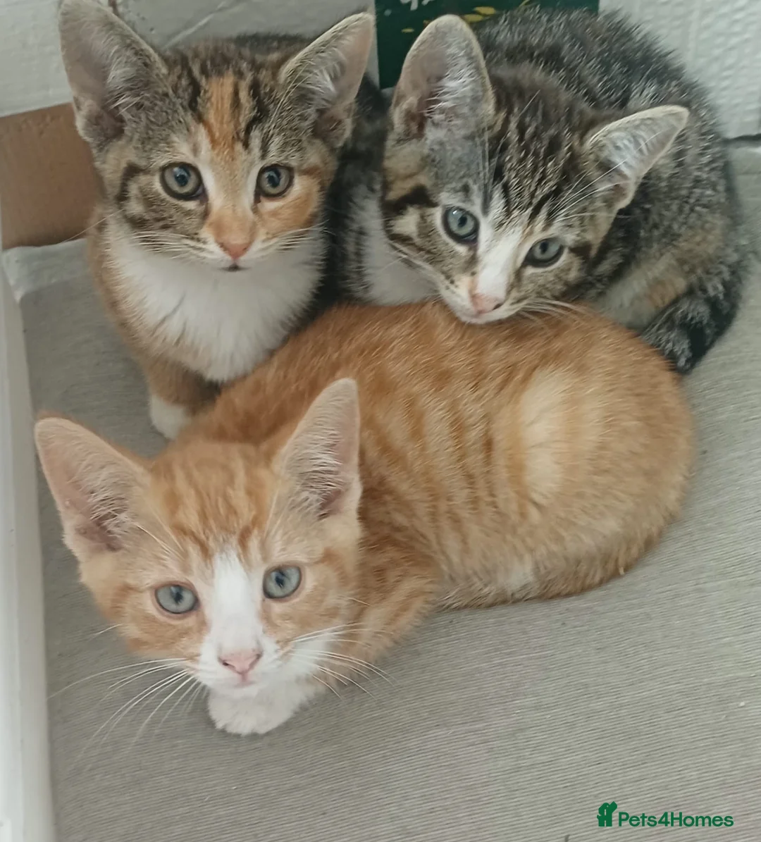 Mixed Breed cats for sale: Mixed Breed Kittens  - Advert 1