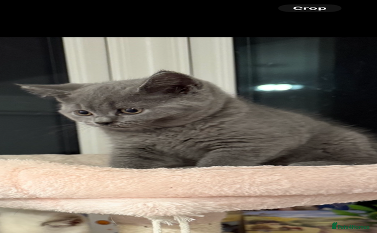British Shorthair cats - Advert 1
