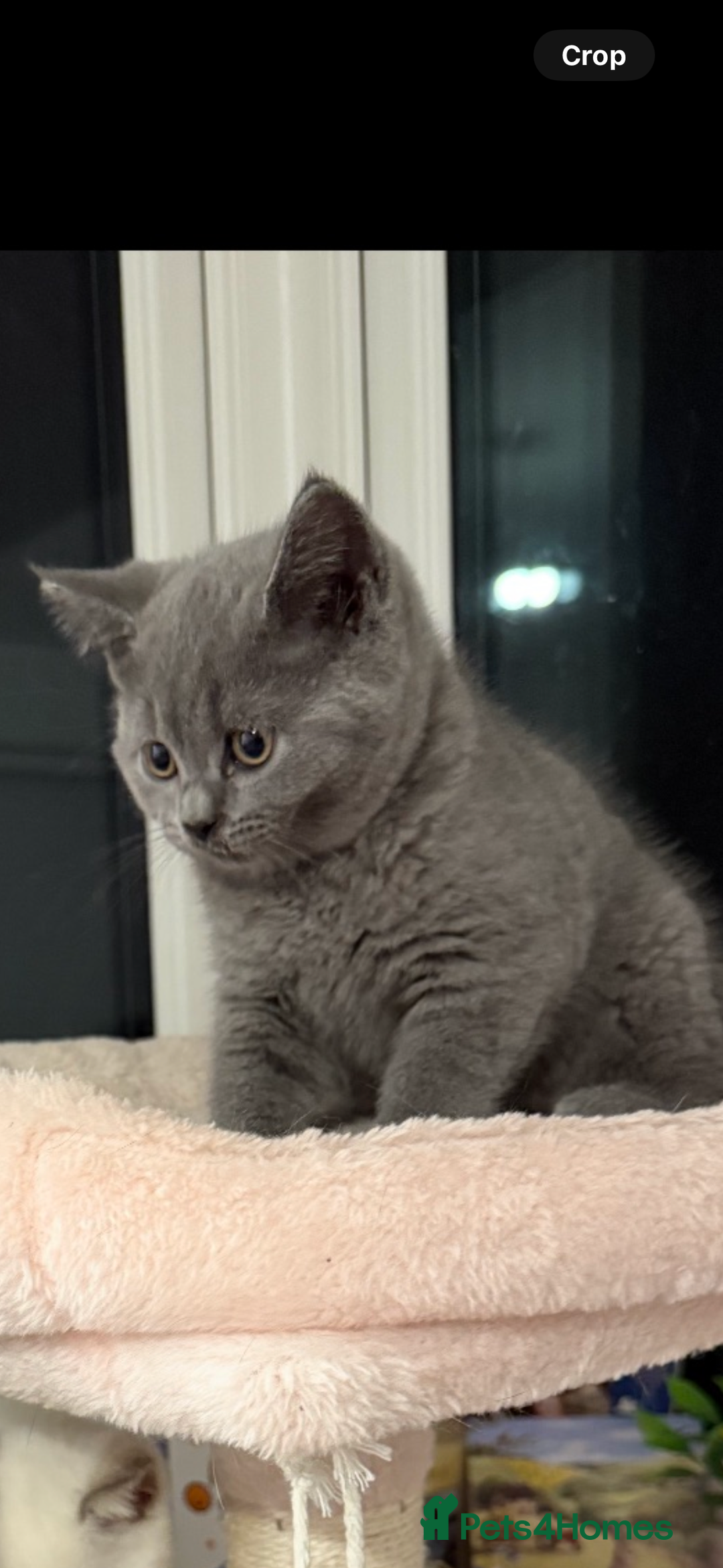 British Shorthair cats for sale: *READY NOW* chunky blue BRITISH SHORTHAIR - Image 1