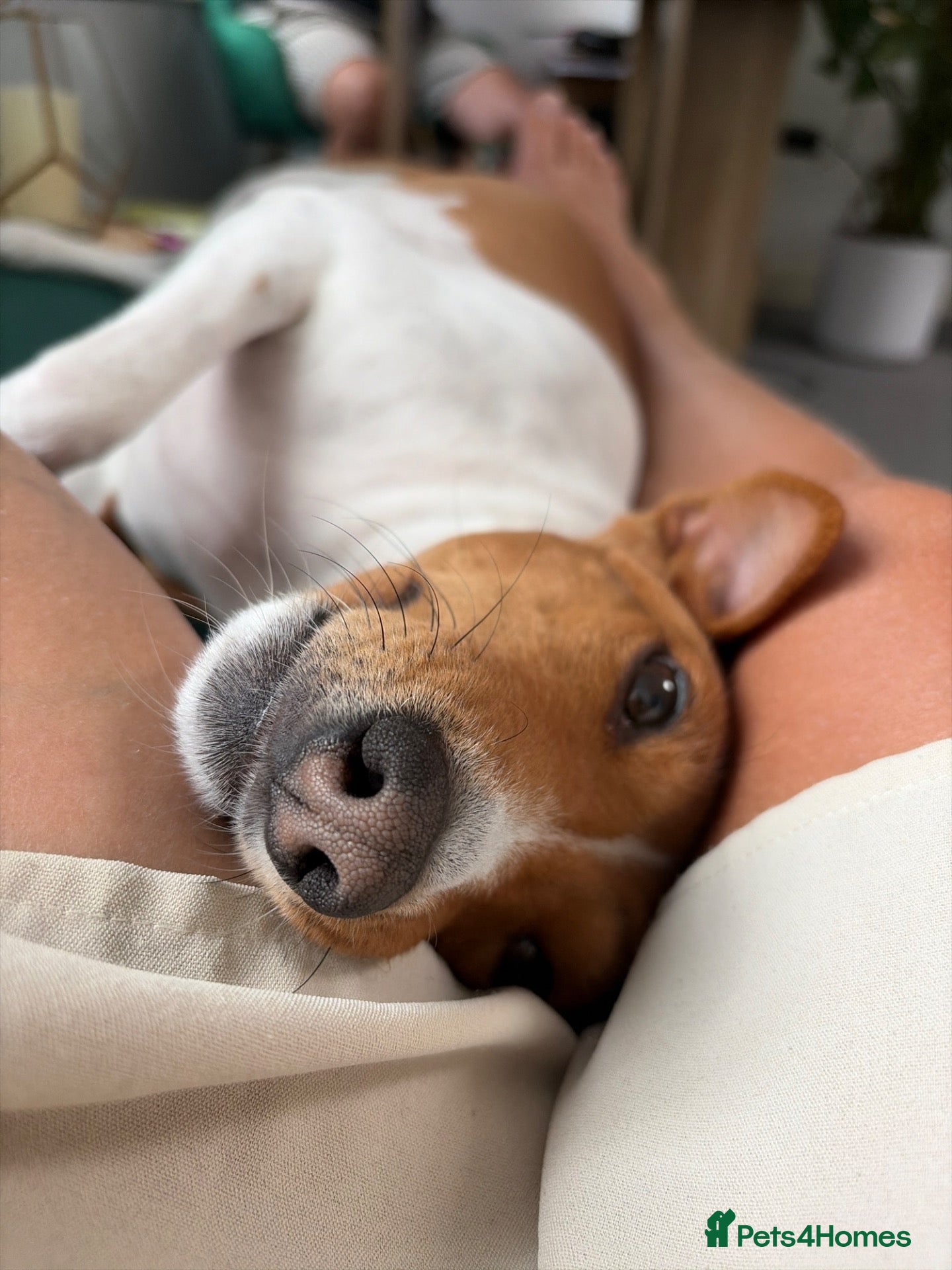 Basenji dogs for sale: Bassenji girl  - Advert 3