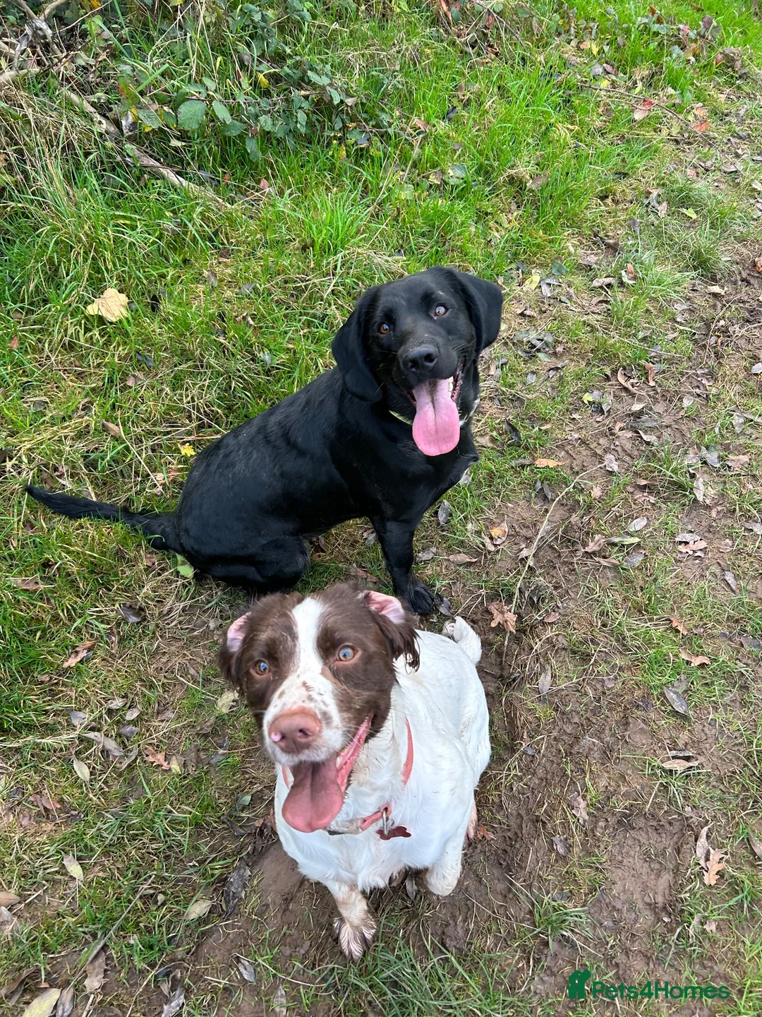 English Springer Spaniel dogs for sale: Springer Spaniel & Springador in Swadlincote - Advert 2