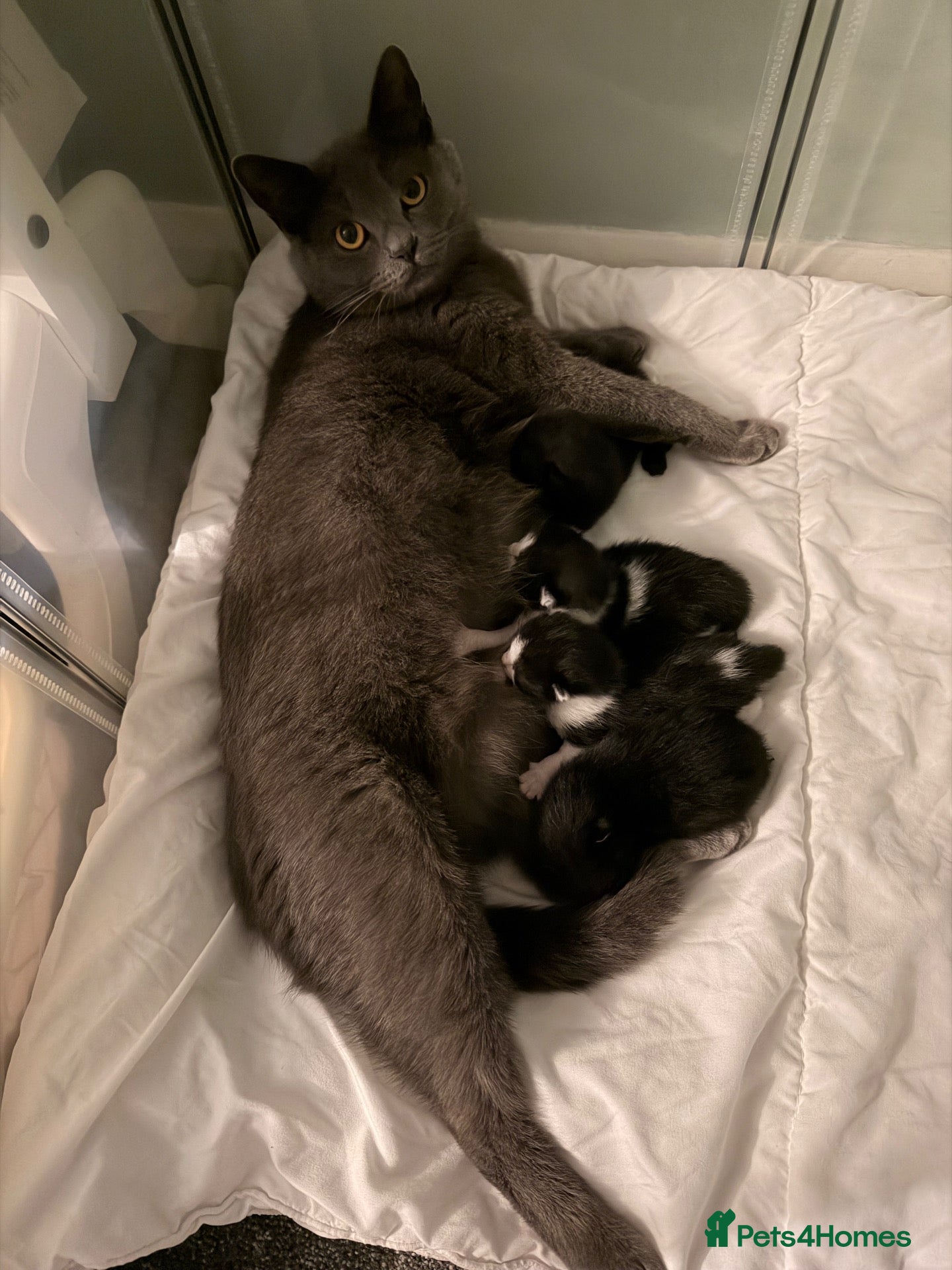 Mixed Breed cats for sale: Kittens available  - Advert 1
