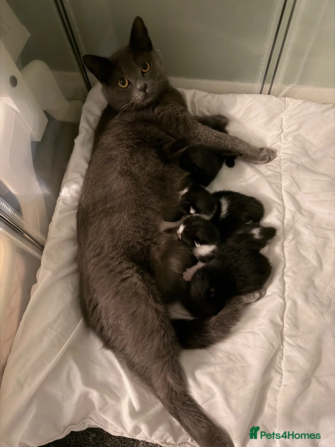 Mixed Breed cats for sale: Kittens available  - Advert 1