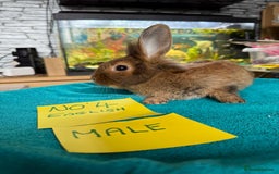 English rabbits for sale: Rabbits for sale , various sexes avaliable  - Image 7