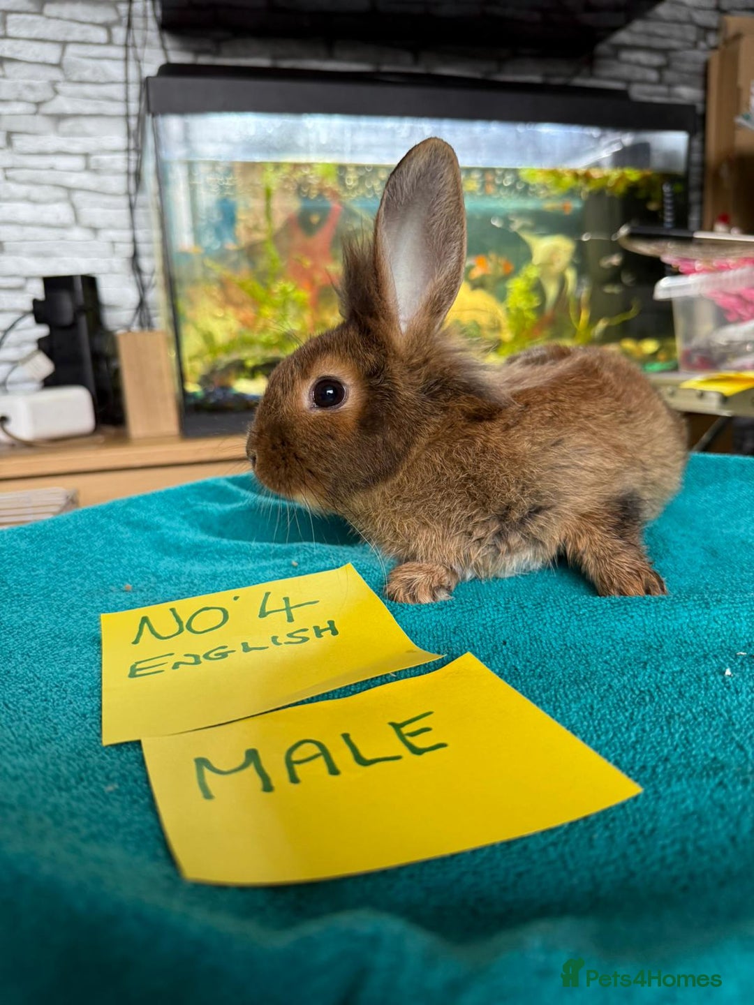 English rabbits for sale: Rabbits for sale , various sexes avaliable  - Image 7