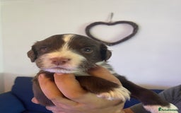Mixed Breed dogs for sale: Cocker spaniel x border collie pups - Image 2