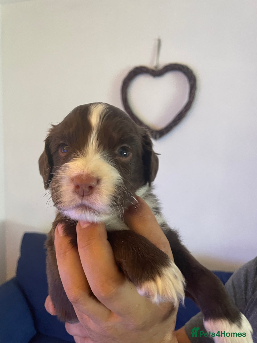 Mixed Breed dogs for sale: Cocker spaniel x border collie pups - Image 2