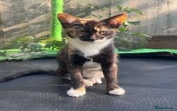 British Shorthair cats for sale: Peanuts  - Image 1