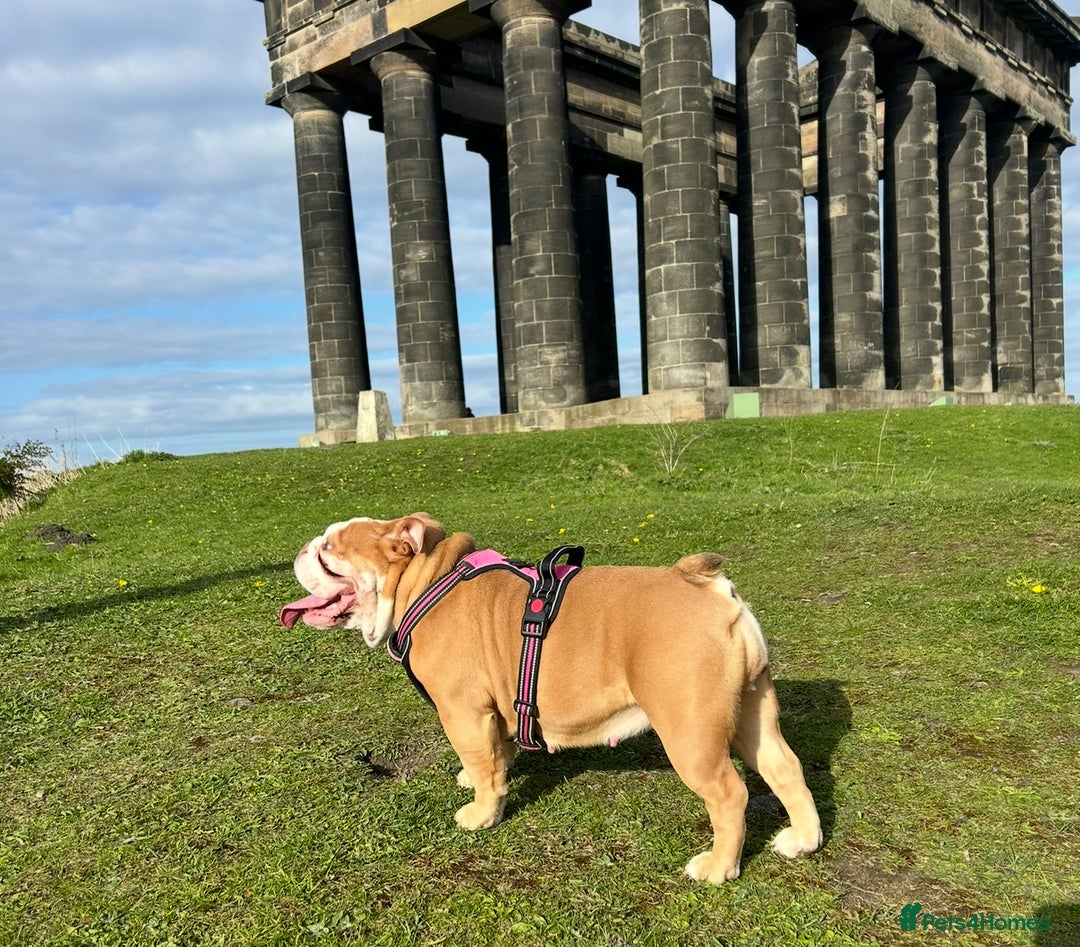 English Bulldog dogs for sale: English bulldog puppies  - Advert 13