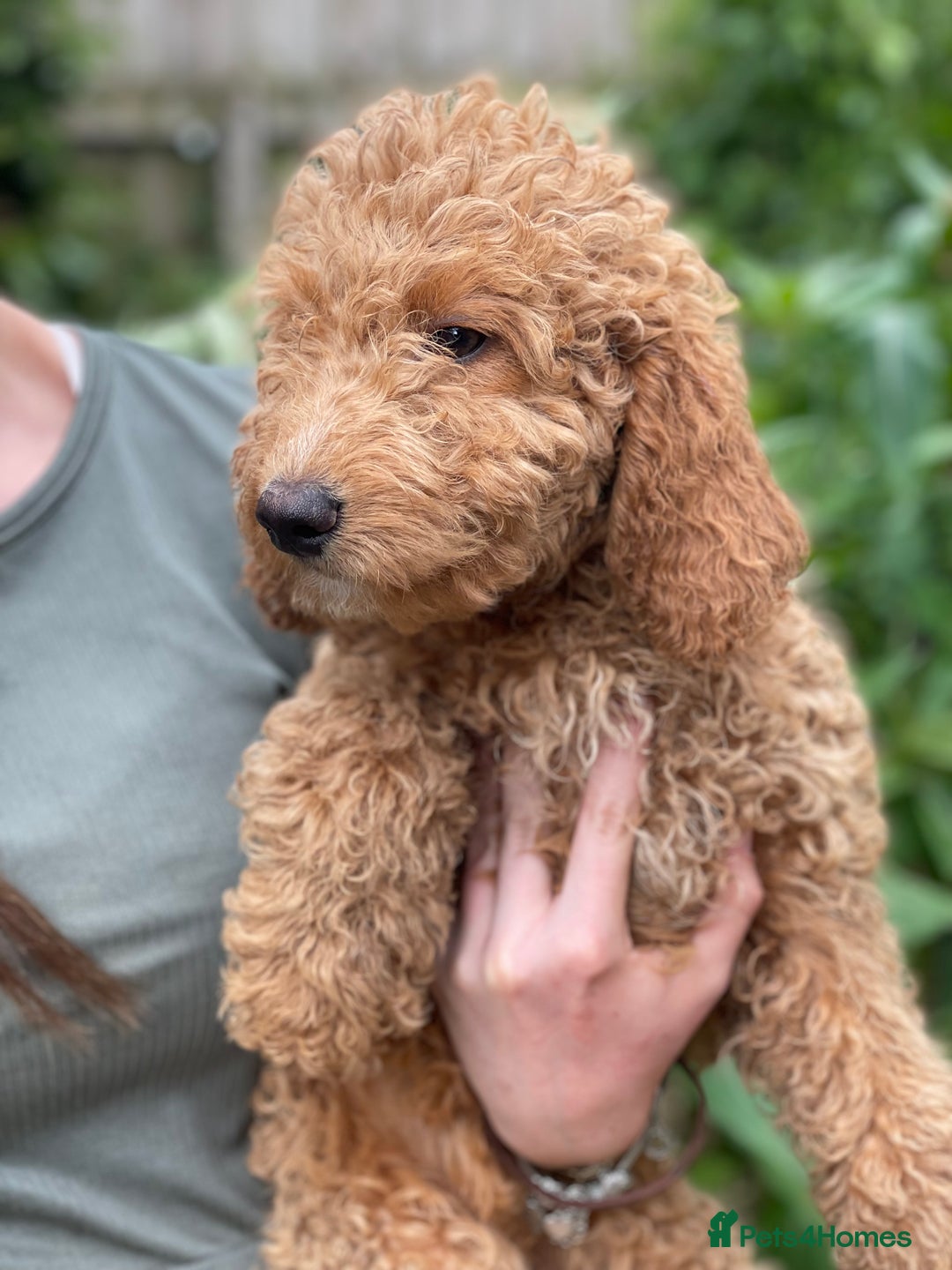 Australian Labradoodle dogs for sale: 5* Health tested Australian labradoodles  - Image 31