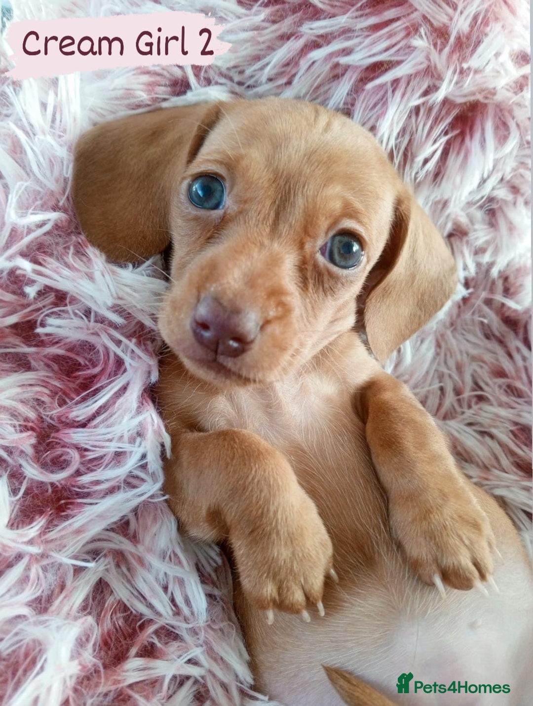 Miniature Dachshund dogs for sale: ✨ Miniature Dachshund– 6 Beautiful Pups! ✨ - Advert 20