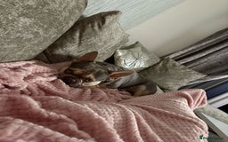 French Bulldog dogs for sale: 2 year old French bulldog male - lilac and tan  - Image 1
