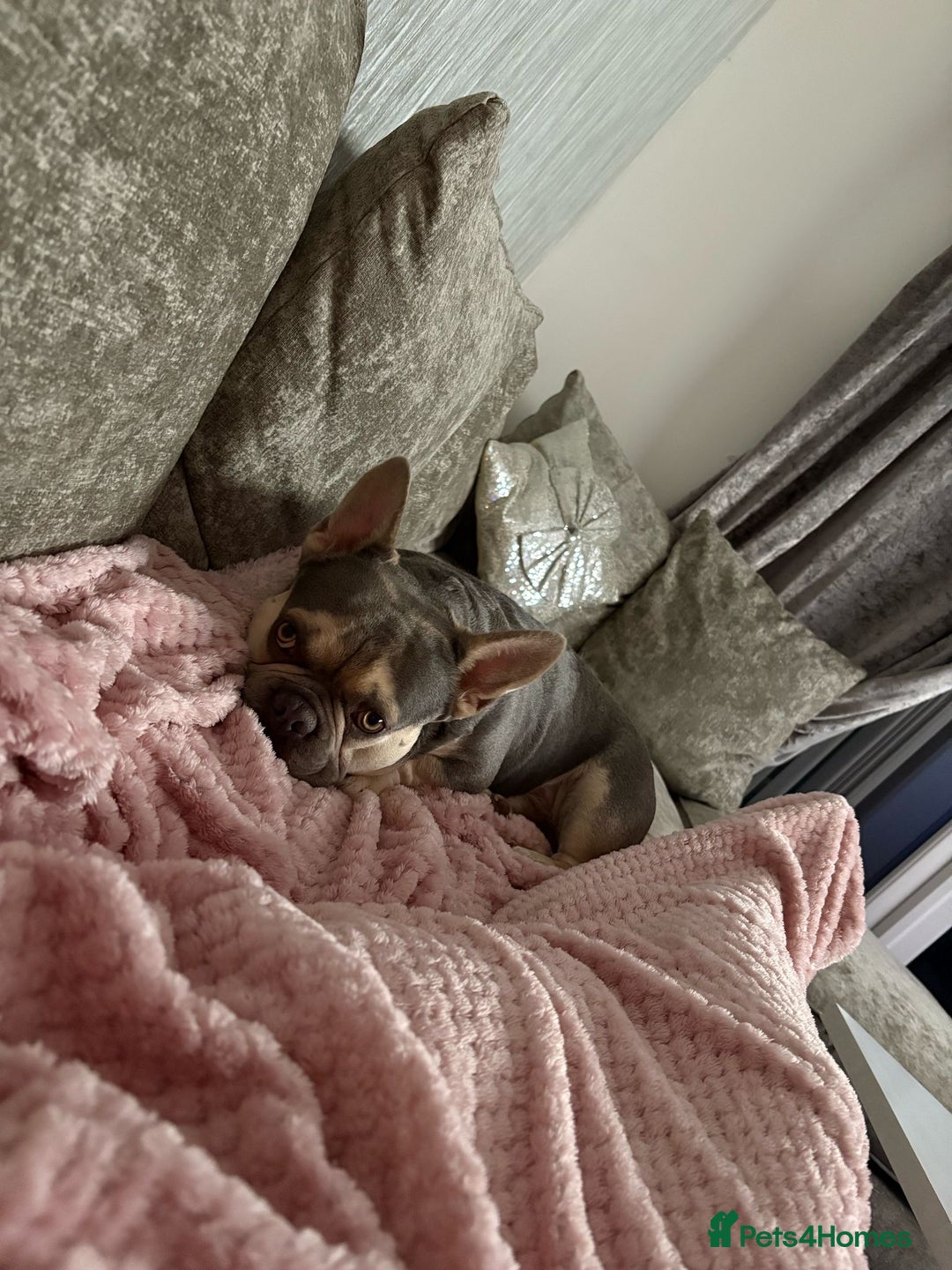 French Bulldog dogs for sale: 2 year old French bulldog male - lilac and tan  - Image 1