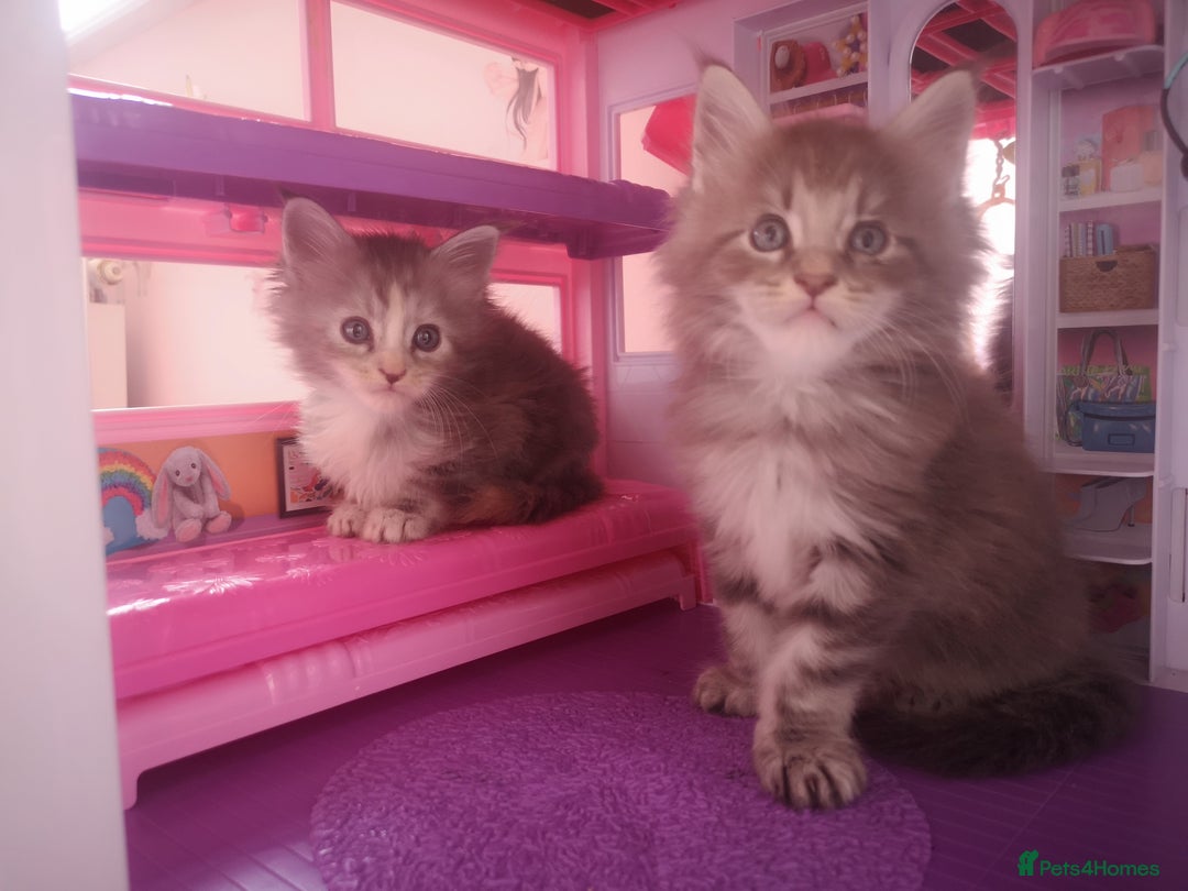 Maine Coon cats for sale: Maine Coon Kittens Parents Fully Health Tested - Image 10