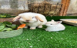 Mini Lop rabbits for sale: Two bonded bunnies - Image 5