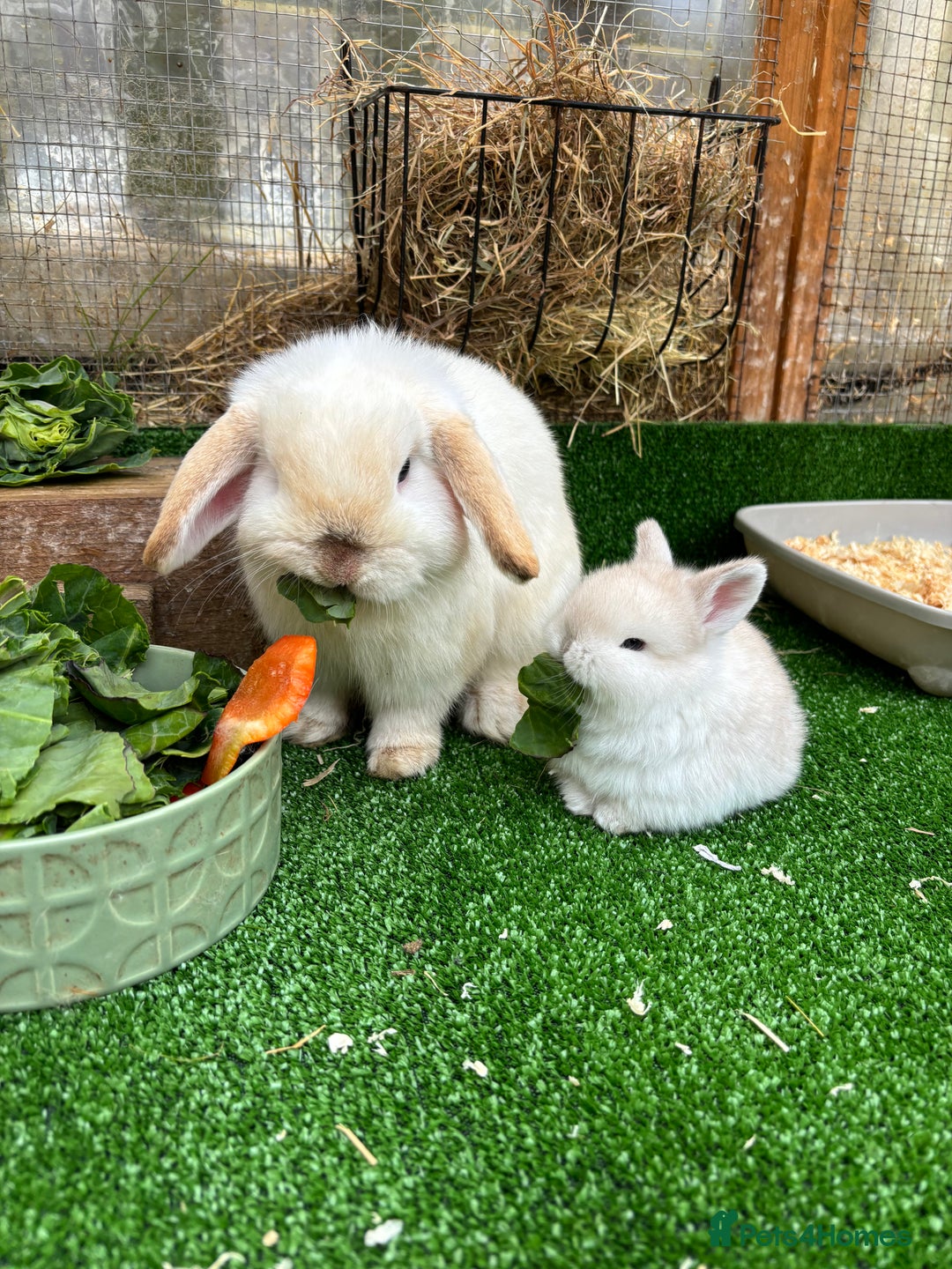 Mini Lop rabbits for sale: Two bonded bunnies - Image 5