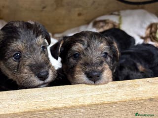 Mixed Breed dogs Wowauzer puppies for sale. Schnauzer x Welshie - Advert 1