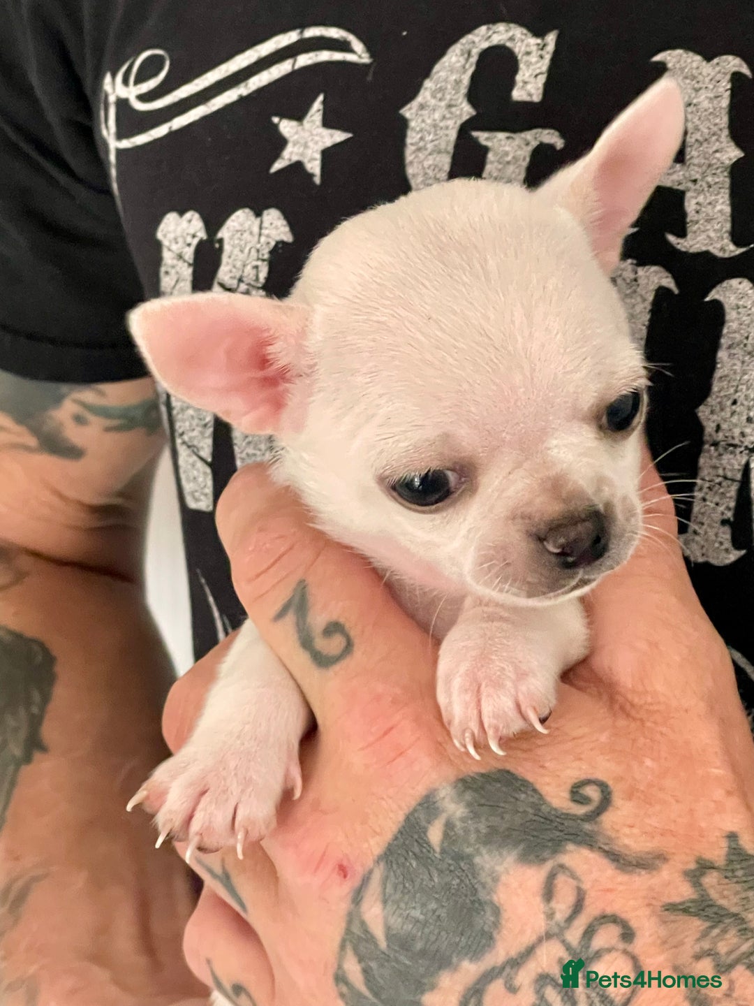 Chihuahua dogs for sale: KC Chihuahuas 🇬🇧 bloodline 5 🌟 - Image 11