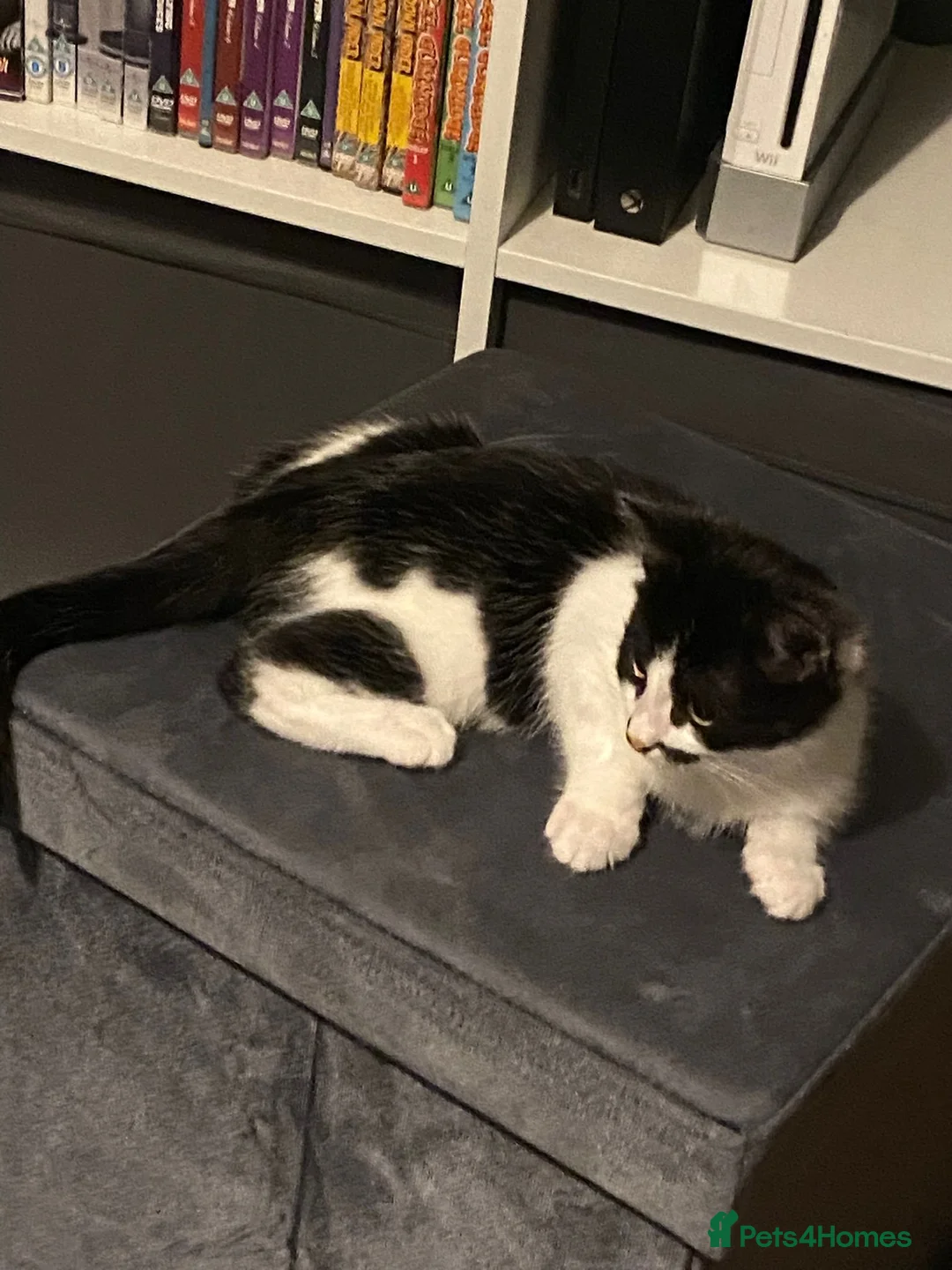 British Shorthair cats for sale: Bruno - British Shorthair - see description - Advert 4