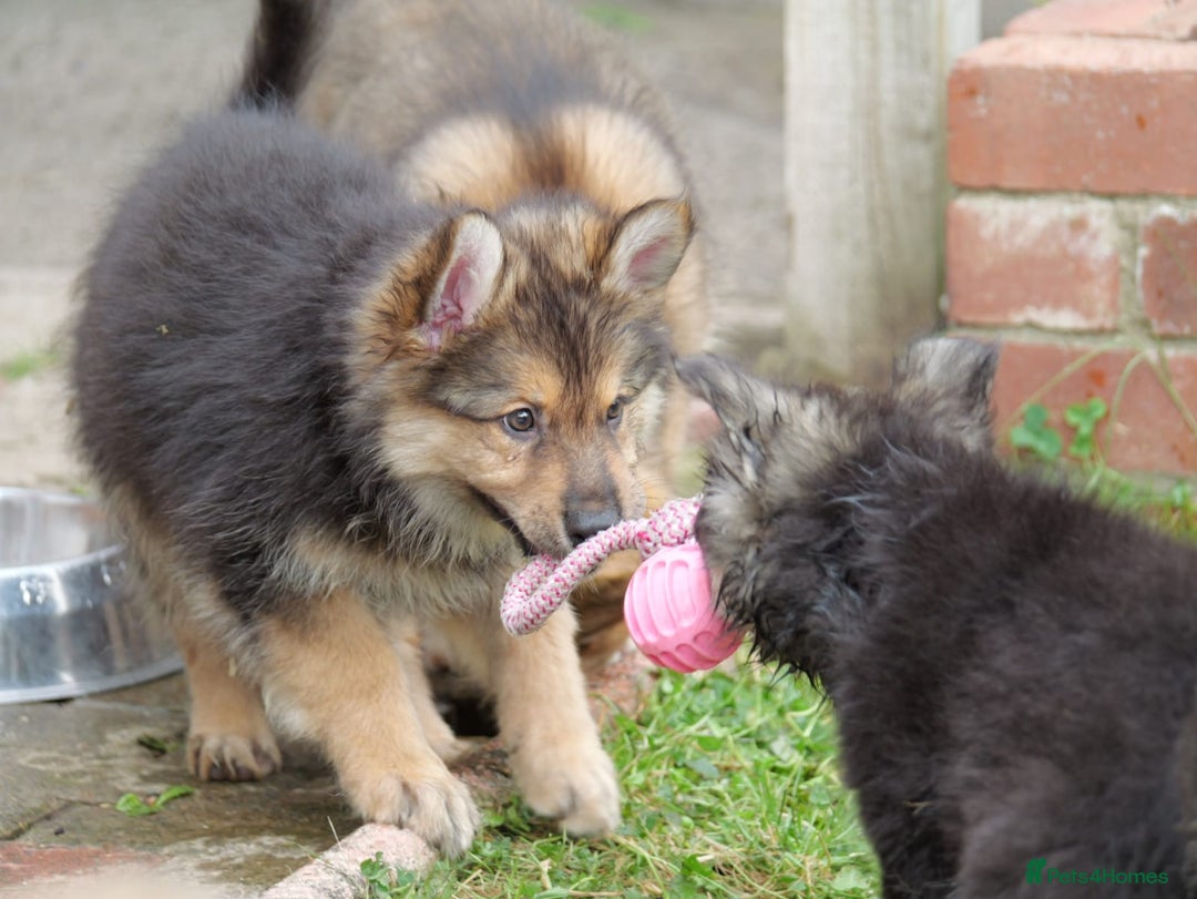 Mixed Breed dogs for sale: Shollies  in Rochdale - Image 7